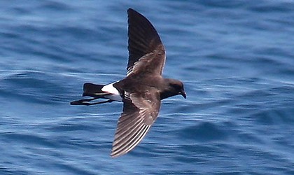 Wilson's storm petrel - (Dennis Buurman) Encounter Kaikoura